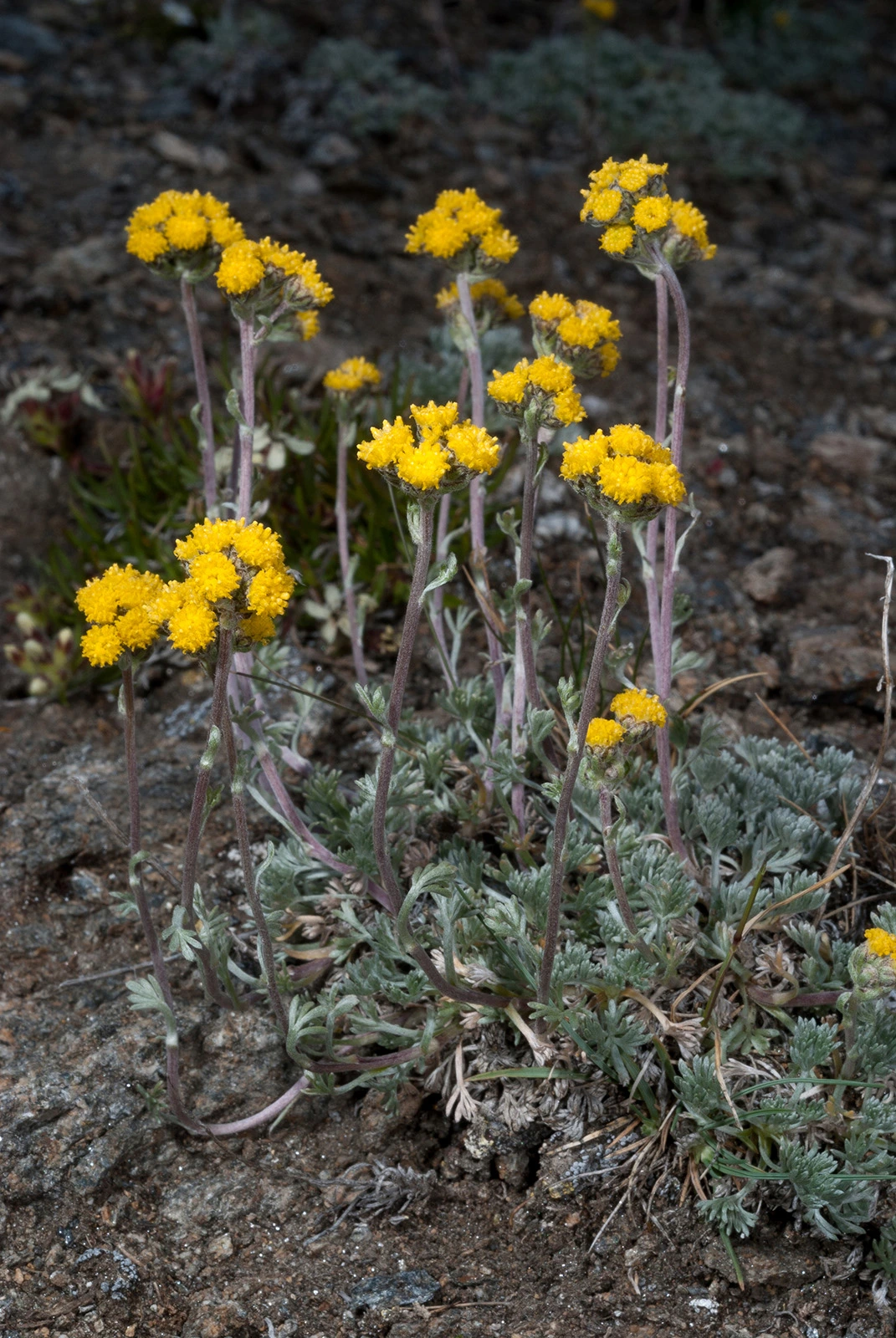 Photo Maurizio Broglio - Artemisia glacialis
